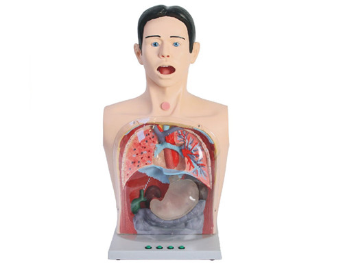 高級透明洗胃模型
