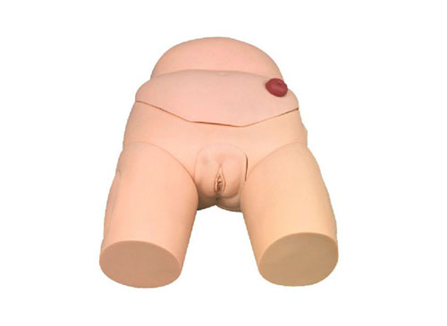 高級女性導尿模型