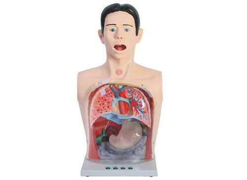 高級透明洗胃模型