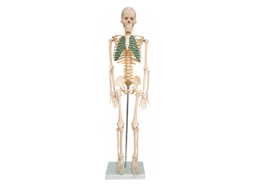 人體骨骼帶神經模型85CM