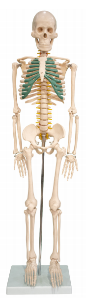人體骨骼帶神經模型85CM