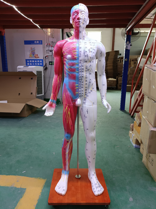人體針灸模型