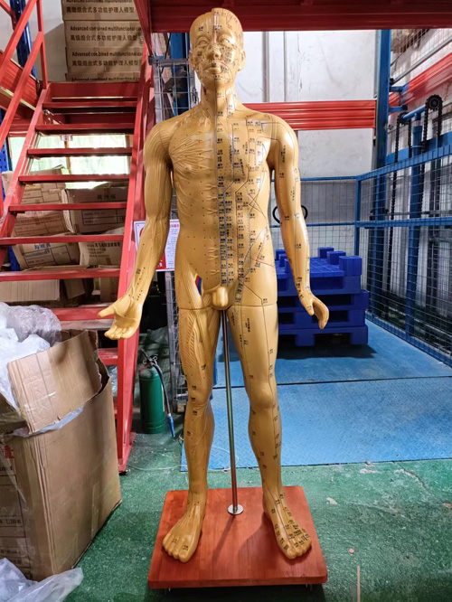 針灸銅人模型