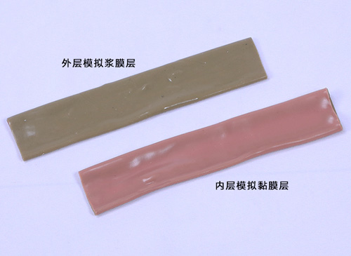 模擬腸道縫合模型