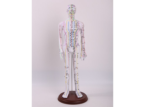人體針灸穴位模型60CM