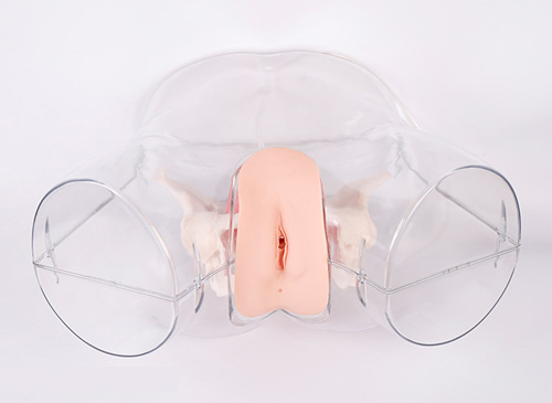 透明女性導(dǎo)尿模型