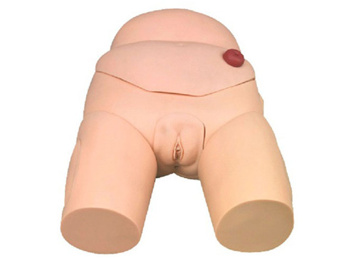 高級女性導尿模型