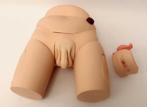 男女性別可互換導尿模型