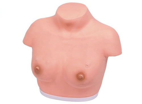 高級乳腺視診與觸診模型