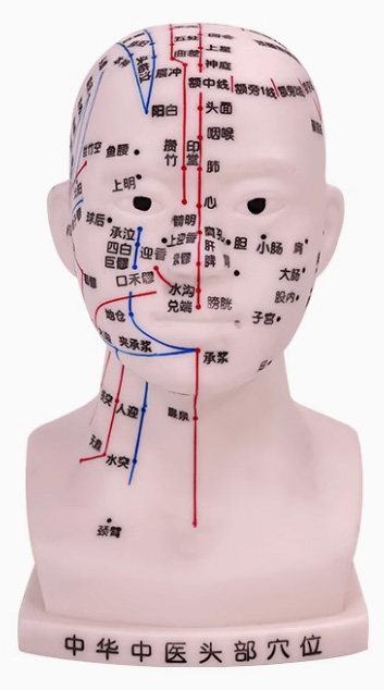 針灸頭模型