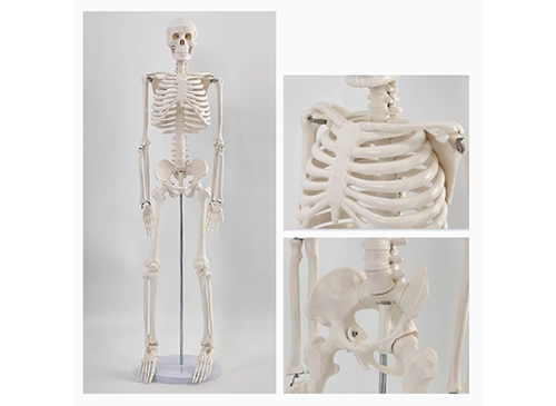 人體骨架模型85CM