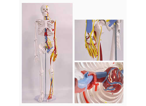 人體骨骼帶心臟和血管模型85CM
