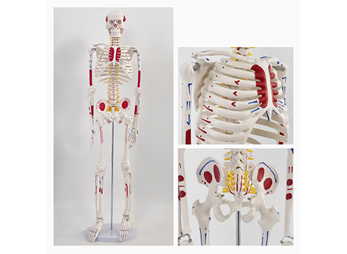 人體骨骼附雙側肌肉著色模型85CM