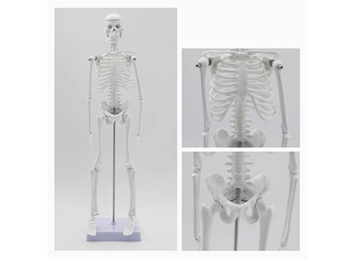 人體骨架模型45CM