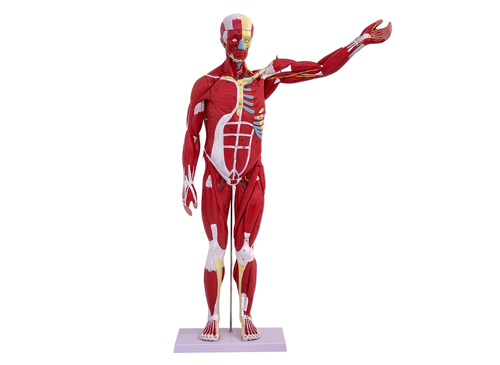 人體全身肌肉模型80CM
