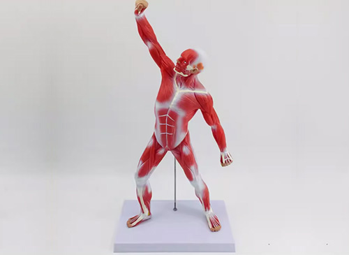 人體全身肌肉運動模型
