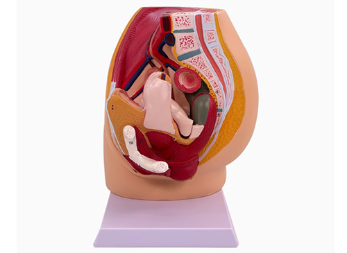 女性盆腔矢狀切面模型（3部件）