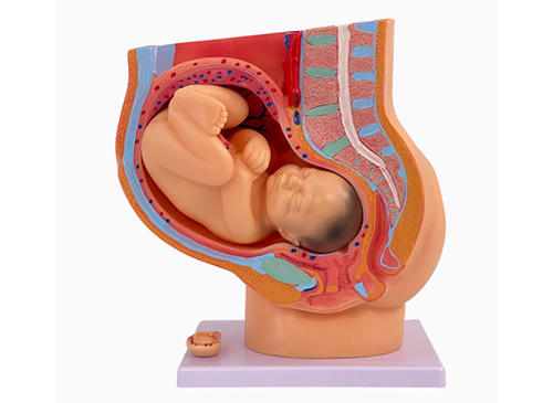 女性妊娠盆腔矢狀解剖模型