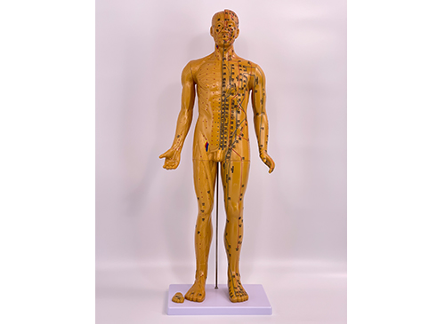 針灸銅人模型80CM
