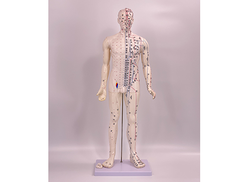 人體穴位模型80CM