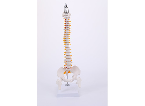 脊椎帶骨盆和半腿骨模型45CM
