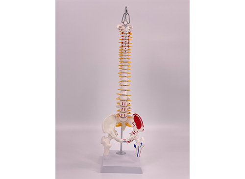 脊椎帶骨盆和半腿骨附肌肉著色模型45CM
