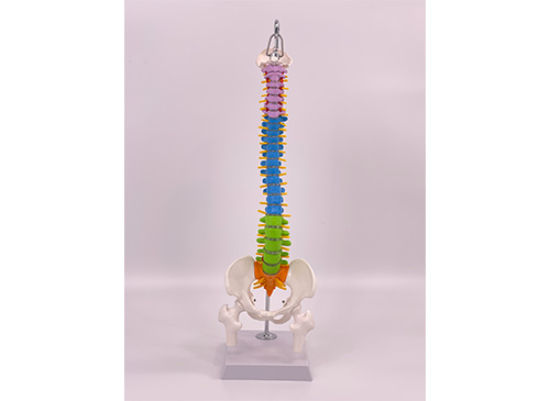 彩色脊椎帶骨盆和半腿骨模型45CM